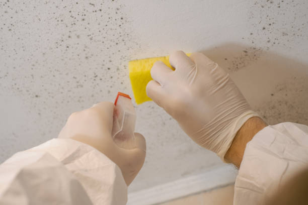 Professional Mold Inspection, Removal & Remediation in Waycross, GA